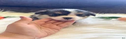 Welsh Corgi Pembroke dogs for sale: Tortellini - Ad 10