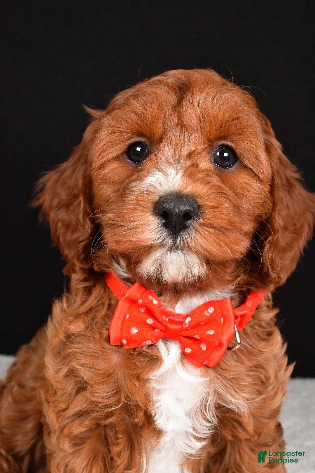 Cavapoo dogs for sale: Buddy - Ad 7