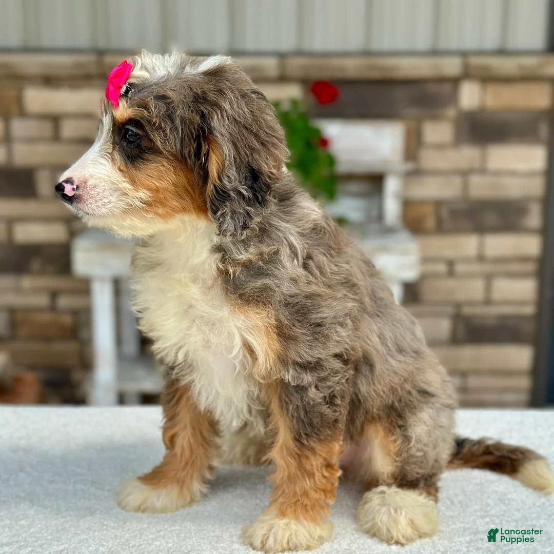 Mini Bernedoodle dogs for sale: Julie - Ad 2
