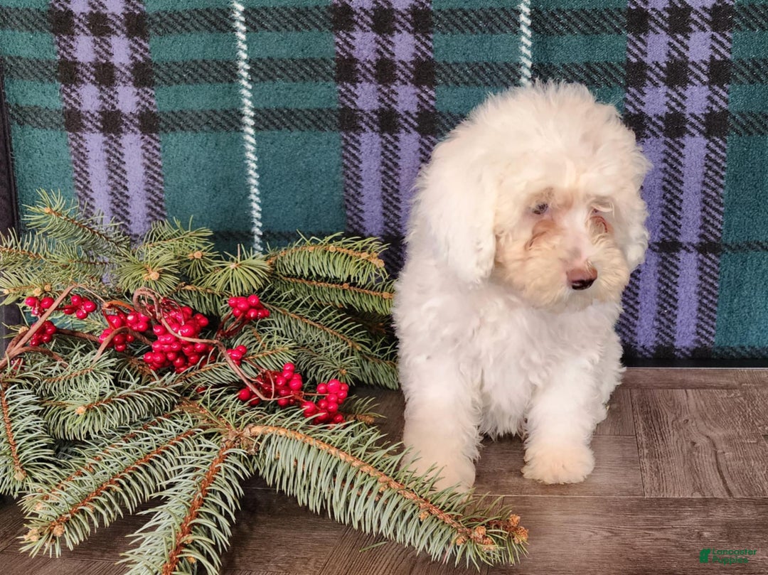 Mini Bernedoodle dogs for sale: Flake - Ad 13