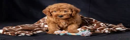Mini Goldendoodle dogs for sale: Lucas - Ad 3