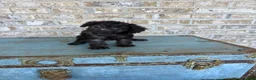 Miniature Labradoodle dogs for sale: Breeze - Ad 7