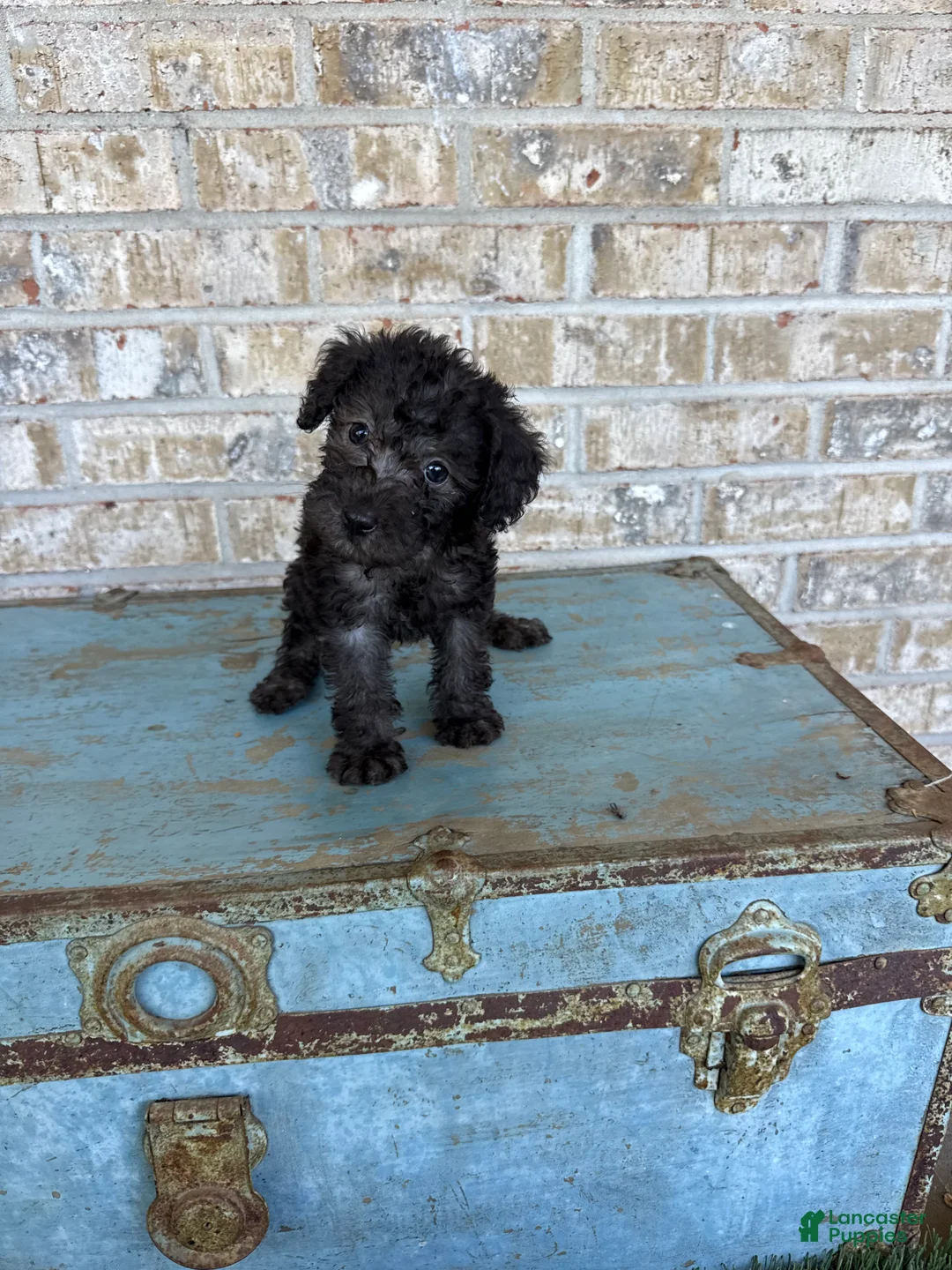 Miniature Labradoodle dogs for sale: Breeze - Ad 7