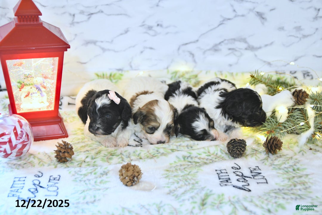 Havapoo dogs for sale: Elsa - Ad 3
