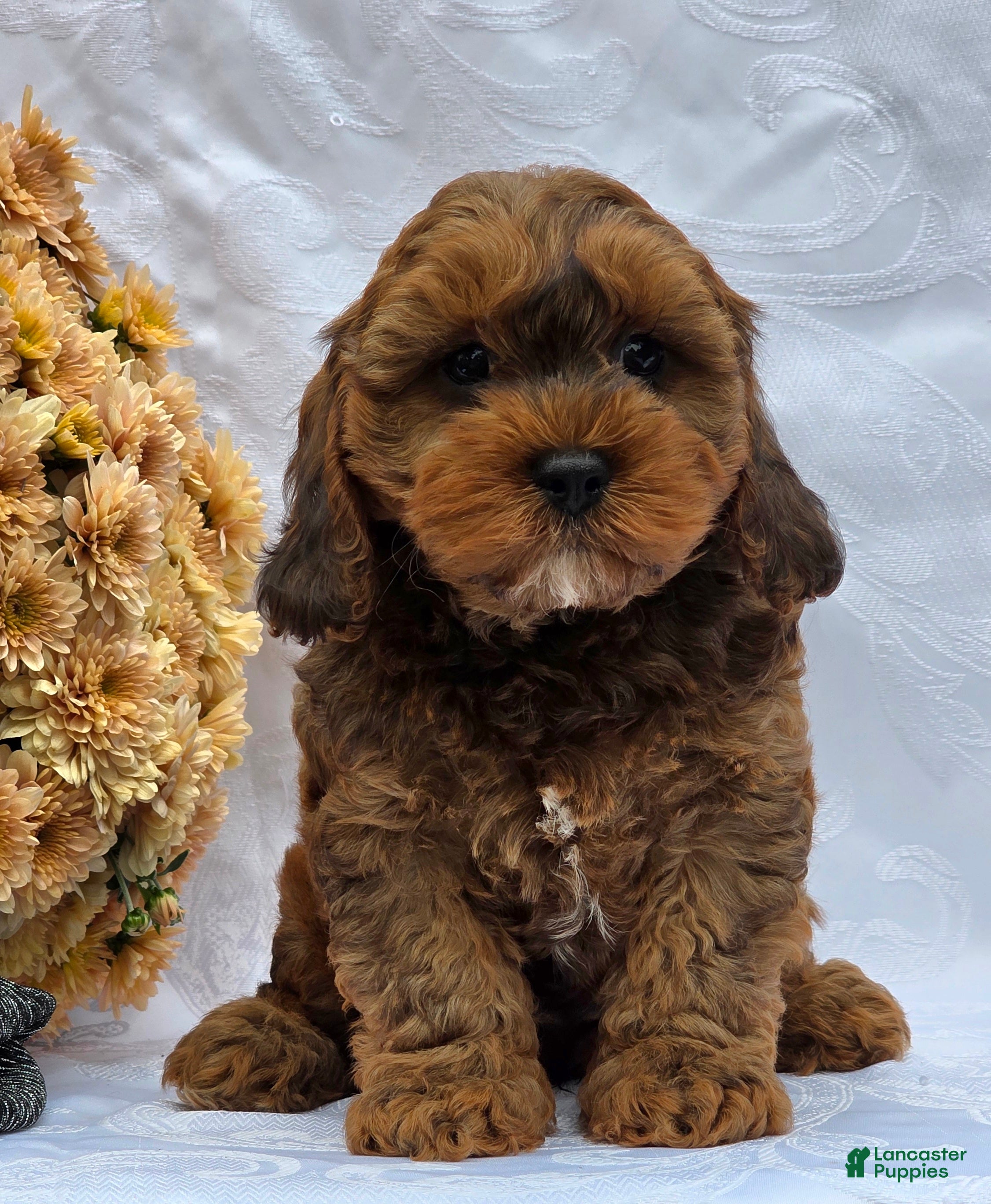 Cavapoo dogs Riley - Ad 1