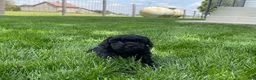 Miniature Poodle dogs for sale: Andrew Miniature Poodle Puppy  - Ad 6