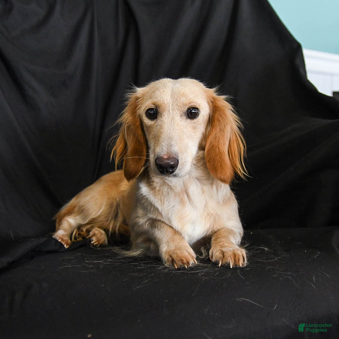 Miniature Dachshund dogs for sale: Waffles - Ad 6