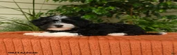 Malshi dogs for sale: Molly - Ad 3
