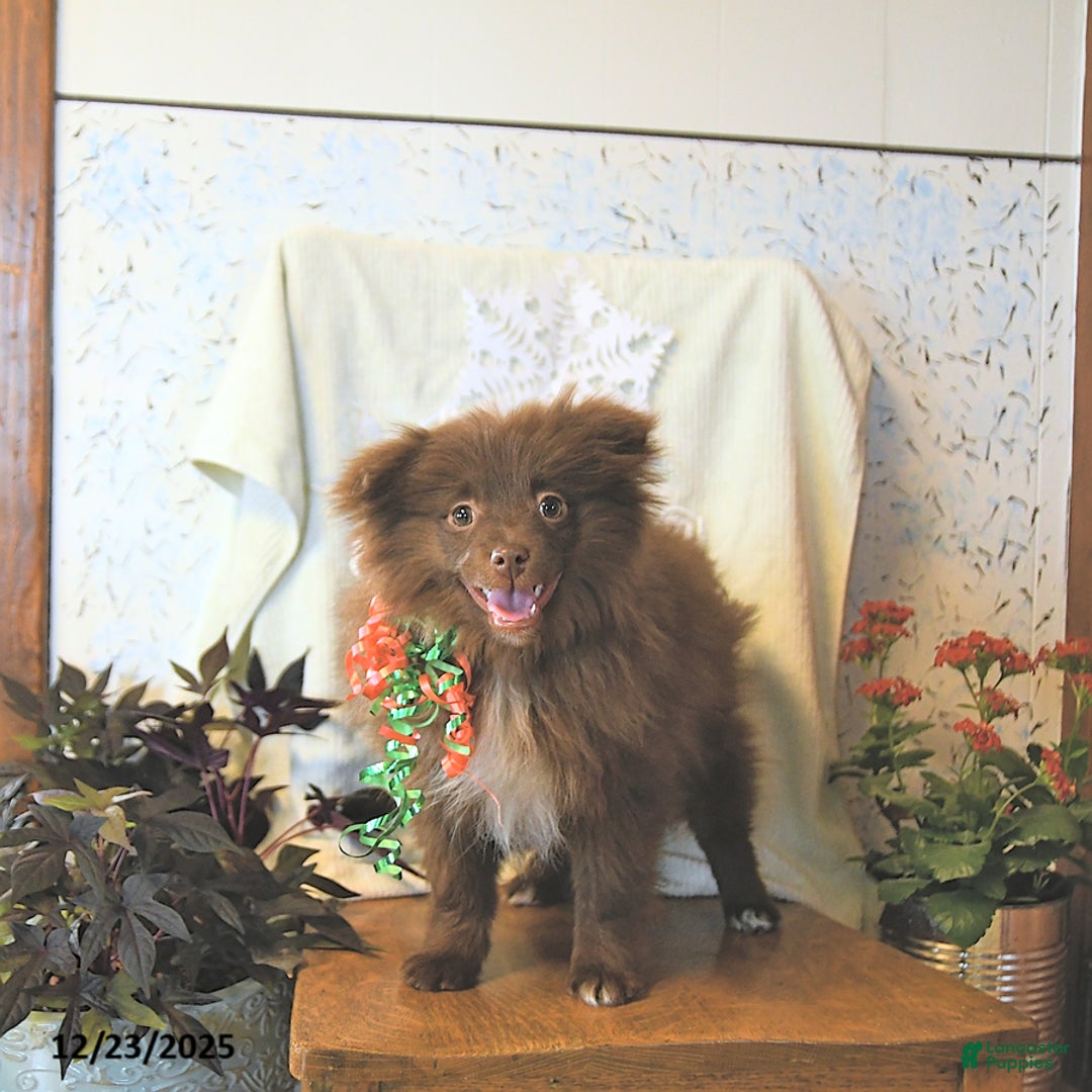 Mixed Breed dogs for sale: Darby - Ad 9