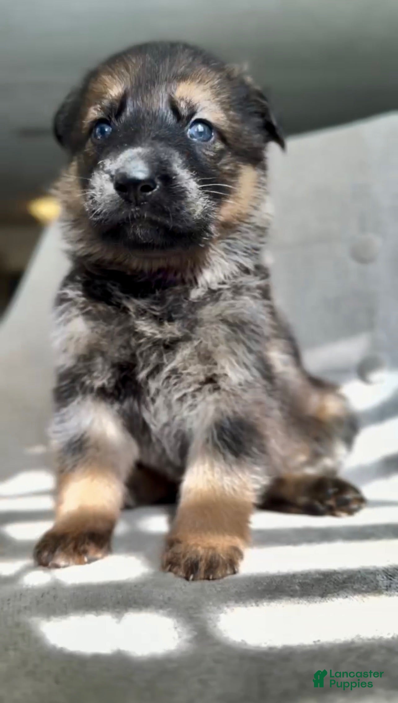 German Shepherd dogs German Shepherd Puppy Jade - Ad 9