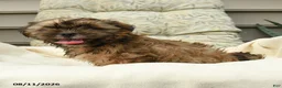 Shih Tzu dogs for sale: Carter - Ad 3