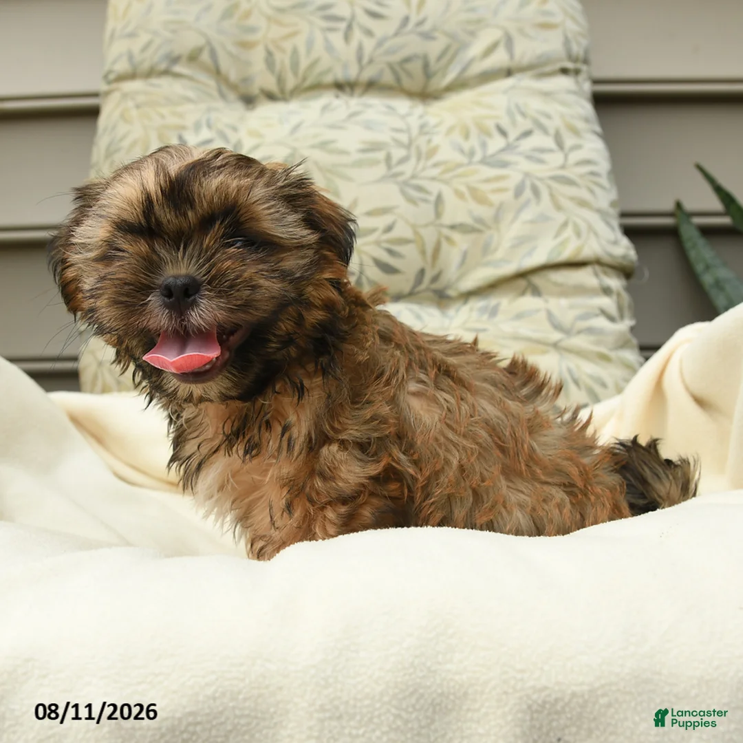 Shih Tzu dogs for sale: Carter - Ad 3