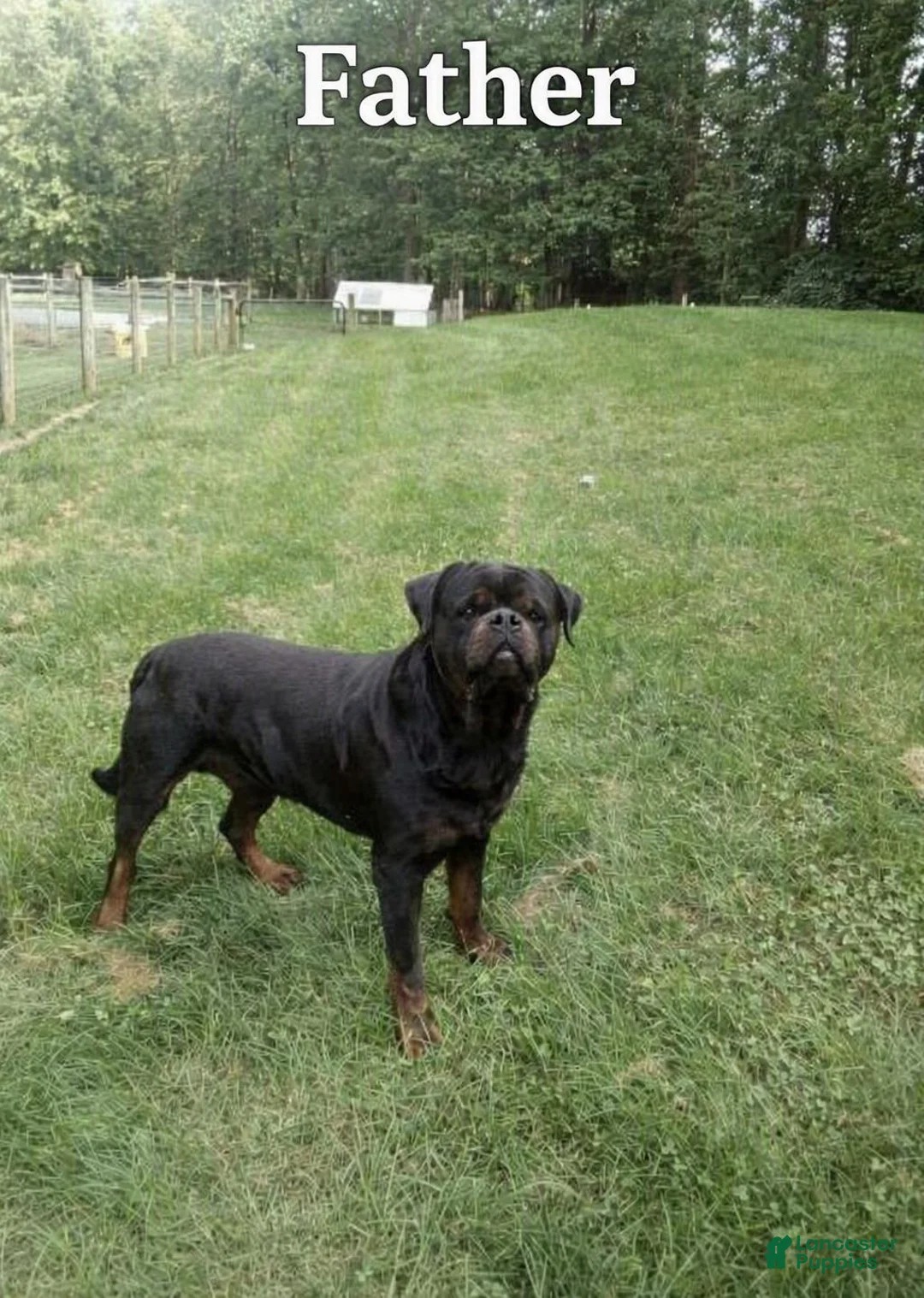 Rottweiler dogs for sale: Mandy - Ad 3