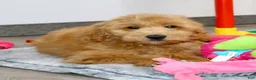 Mini Goldendoodle dogs for sale: ❤️Barney 🐶 - Ad 3