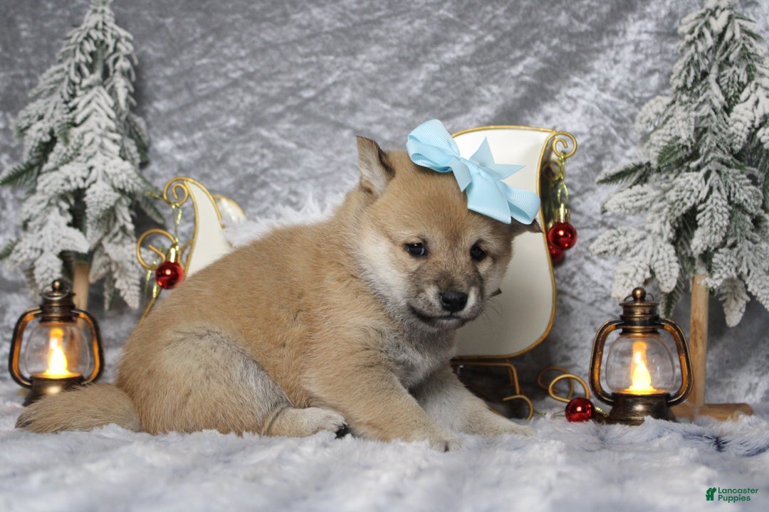 Shiba Inu dogs for sale: Gin  - Ad 8