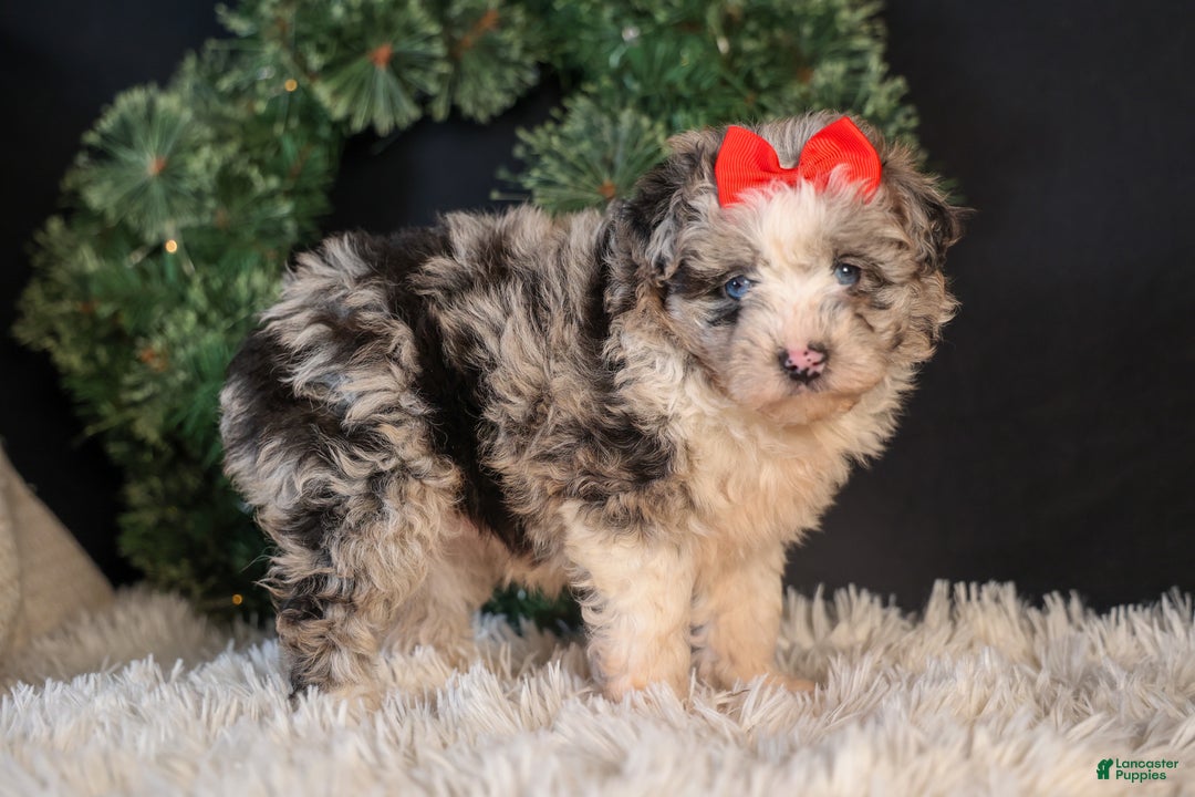 Mini Aussiedoodle dogs for sale: Gloria - Ad 2