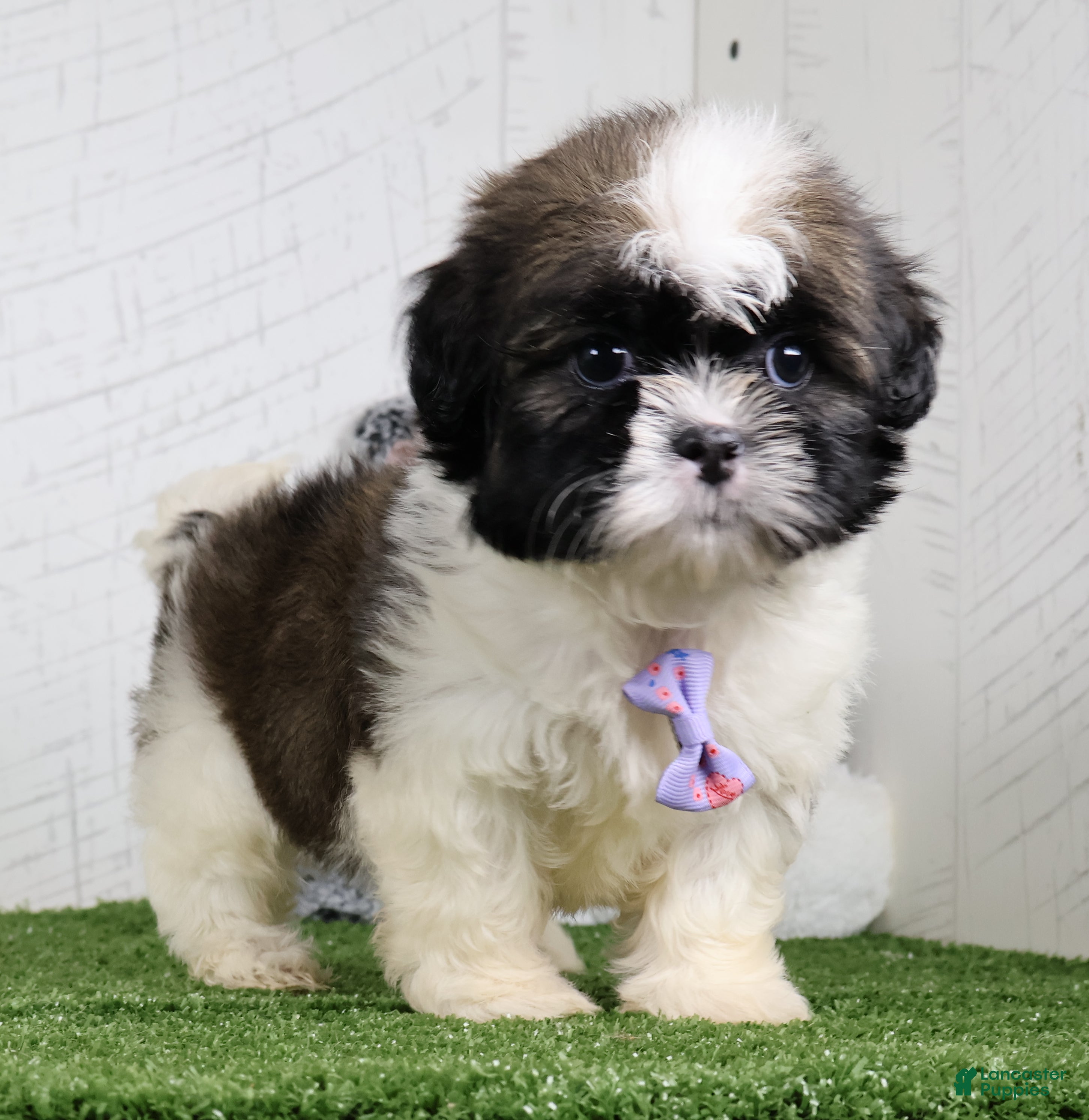 Shih Tzu dogs Denzel - Ad 2
