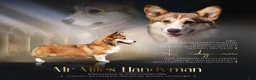 Welsh Corgi Pembroke dogs for sale: Zoe - Ad 9