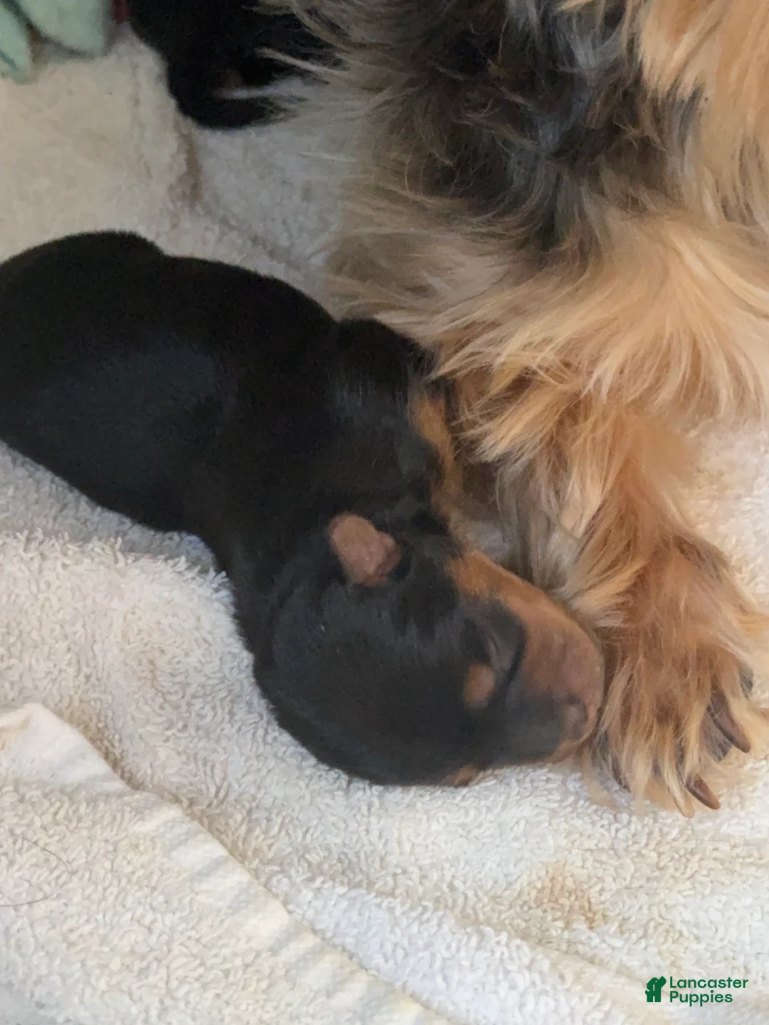 Yorkshire Terrier dogs for sale: Malaysia - Ad 2