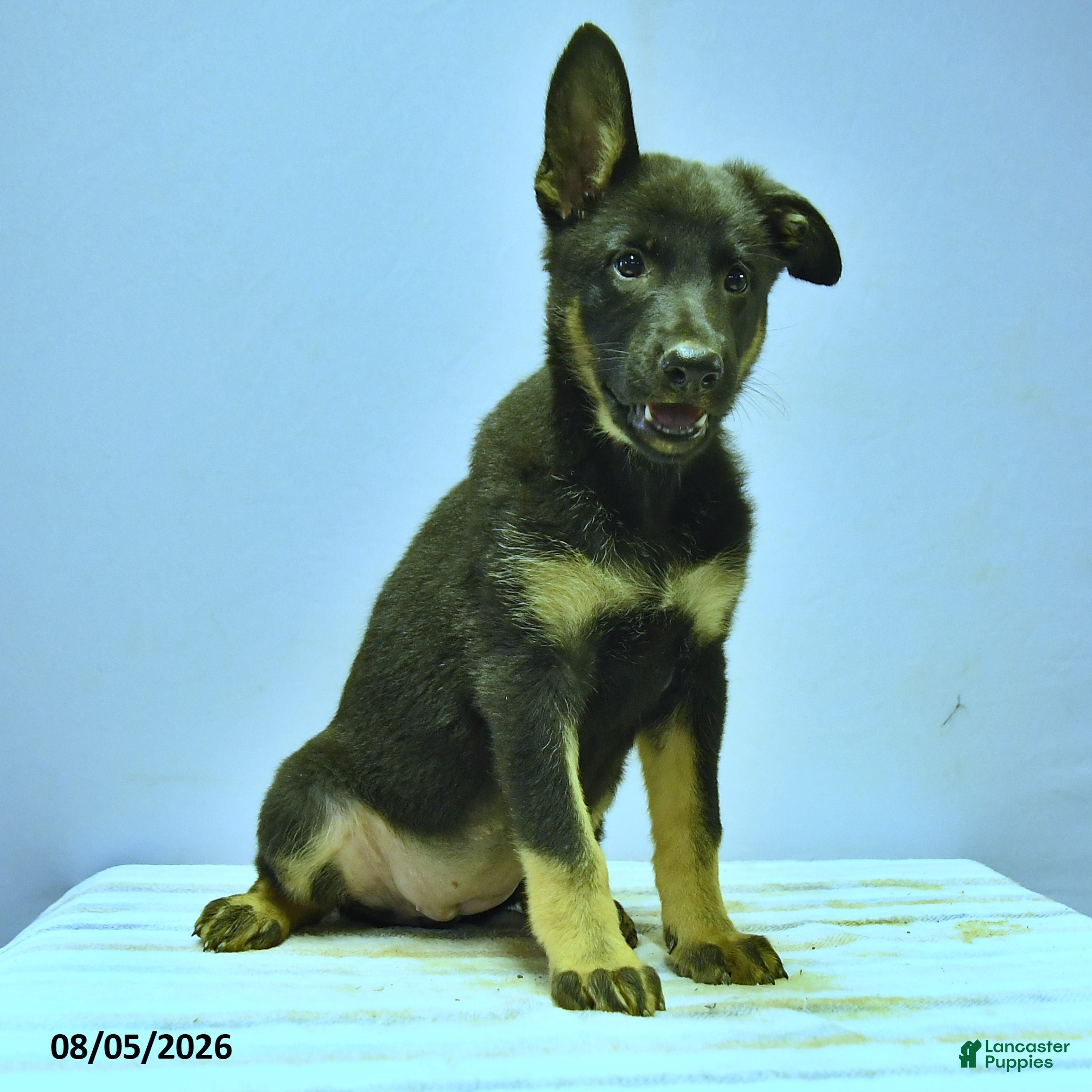 German Shepherd dogs Fable - Ad 1