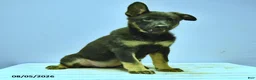 German Shepherd dogs for sale: Fable - Ad 6