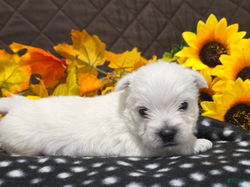 West Highland Terrier dogs for sale: Zayden - Ad 2