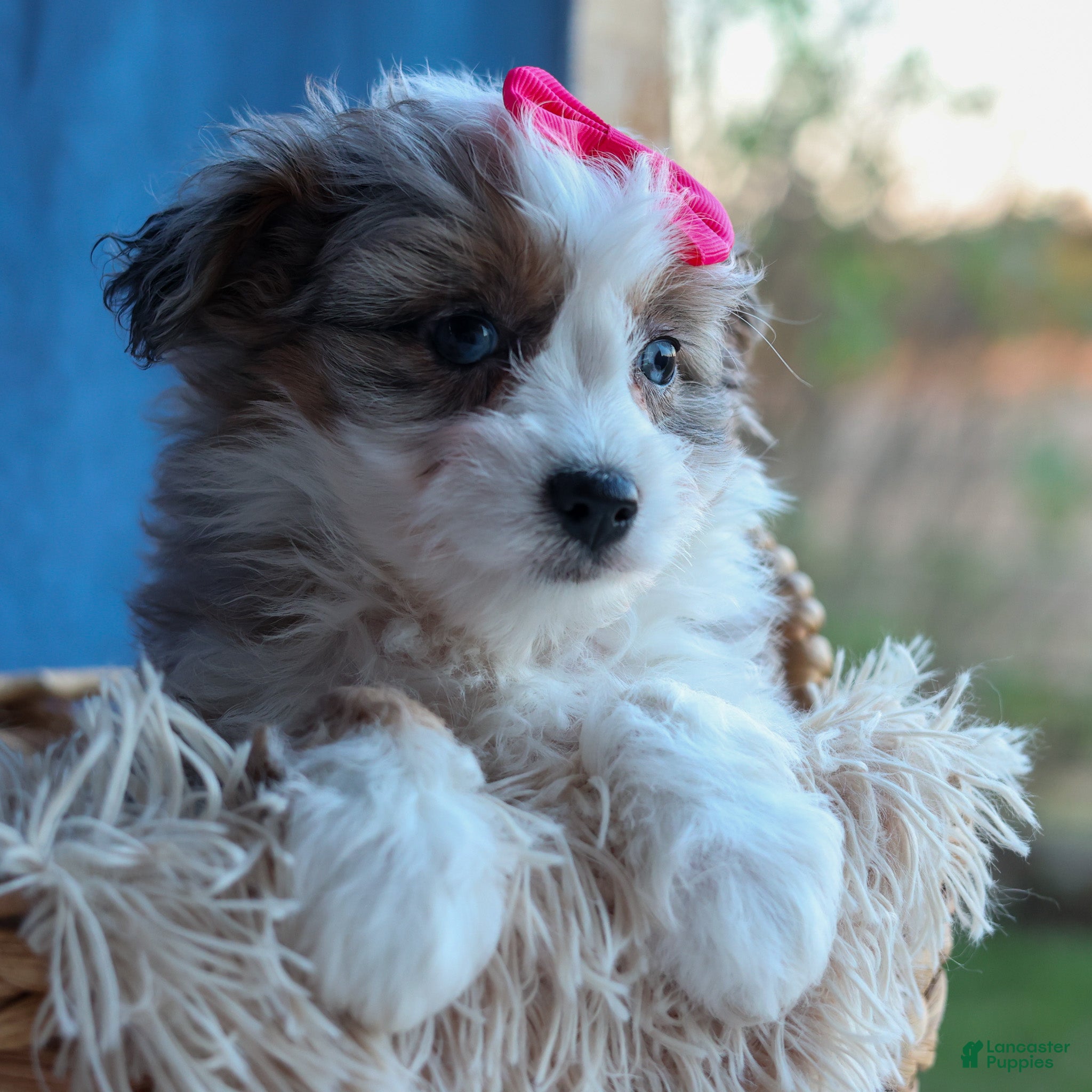 Mini Aussiedoodle Puppies for sale in Roanoke, Virginia