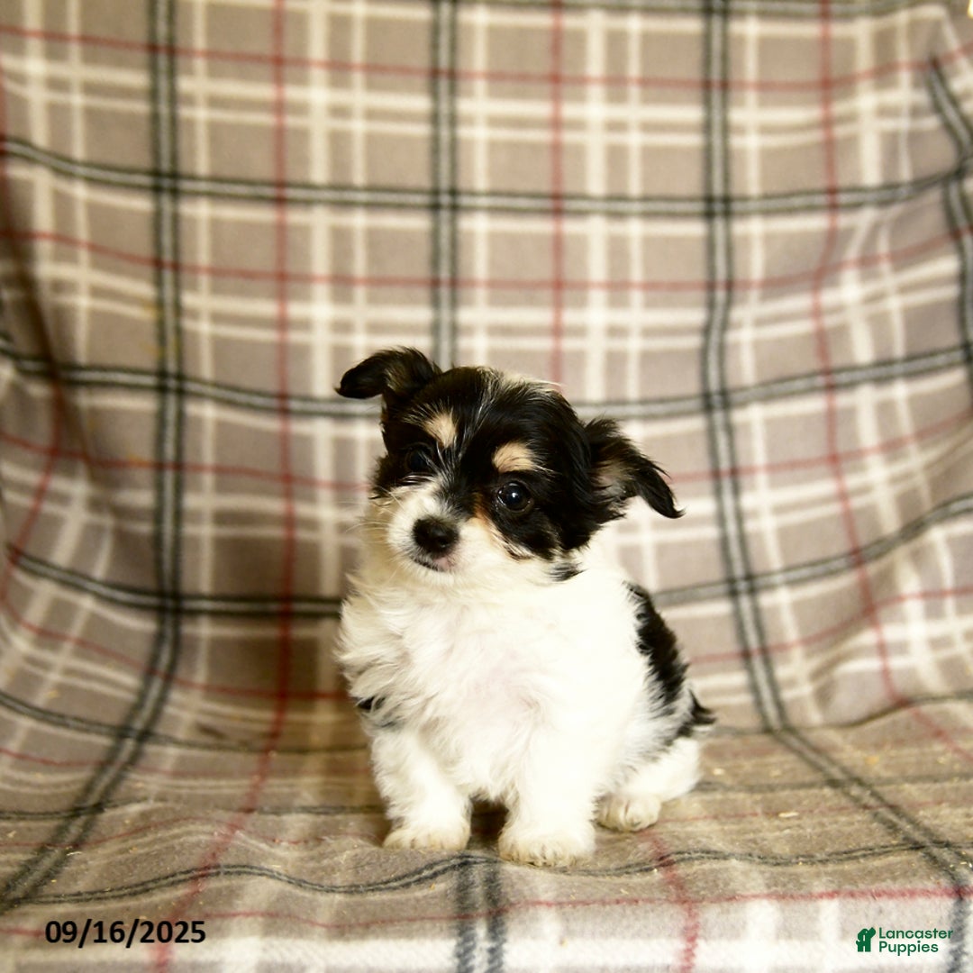 Morkie dogs for sale: Heidi - Ad 7
