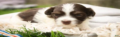 Sherlock Havanese 