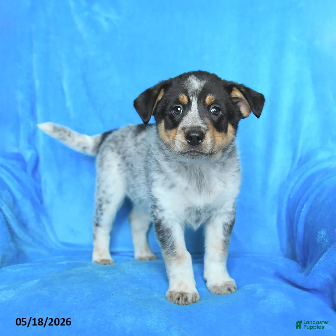 Australian Cattle Dog dogs for sale: Tom  - Ad 1