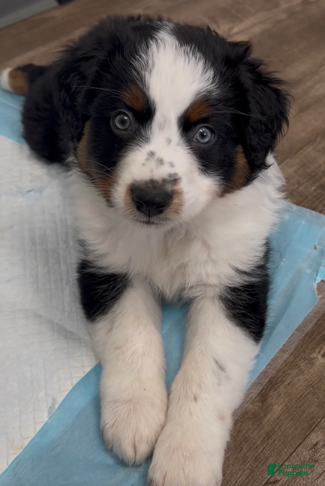 Australian Shepherd dogs for sale: Anchor - Ad 1