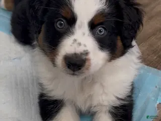 Australian Shepherd dogs for sale: Anchor - Ad 2