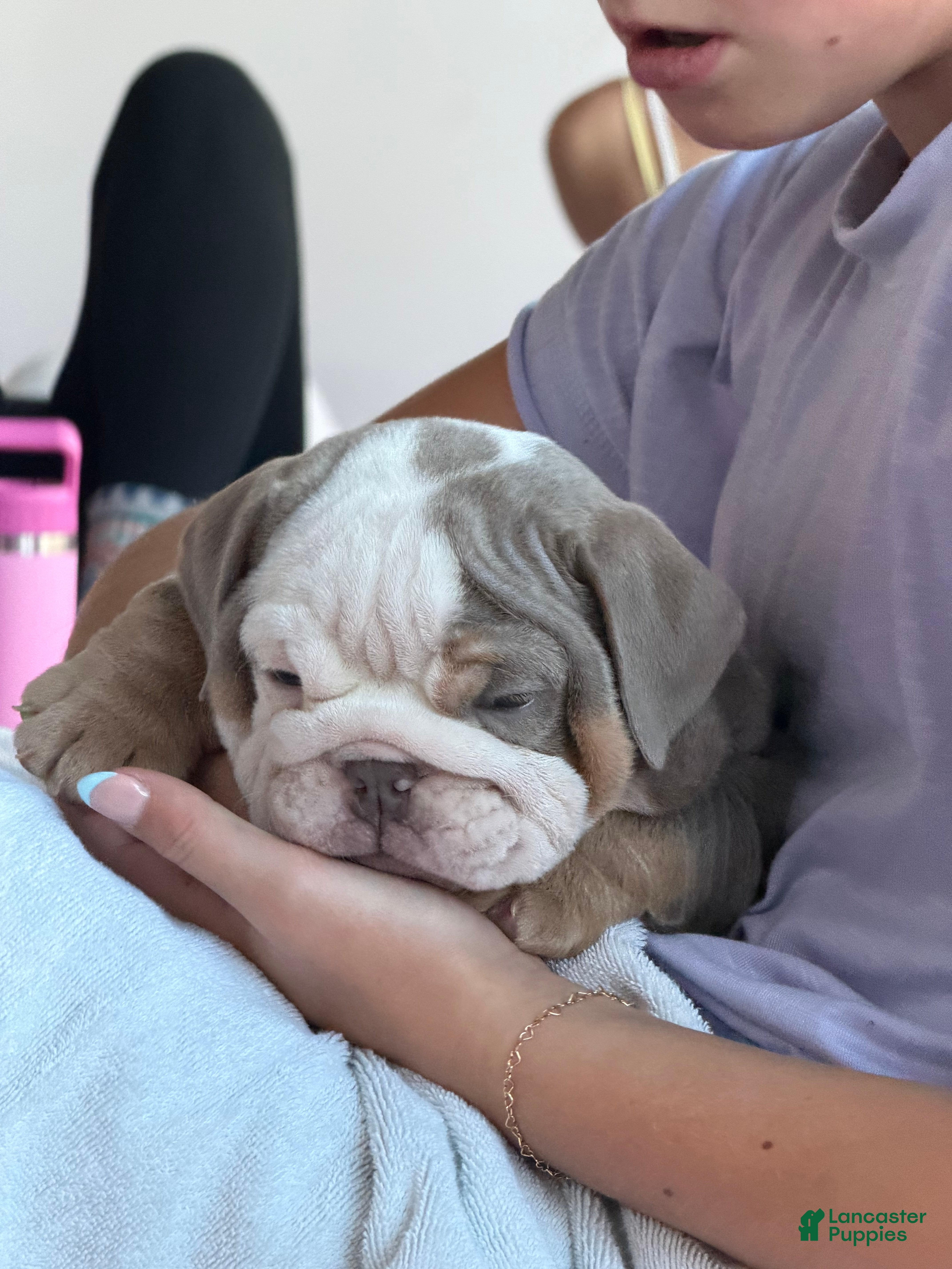 English Bulldog dogs English Bulldog 1 - Ad 29