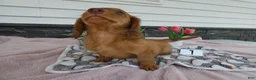 Miniature Dachshund dogs for sale: Miniature Dachshund 1 Rancy - Ad 4