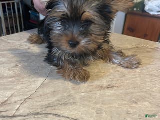 Yorkshire Terrier dogs Yorkshire Terrier Puppy 3 - Ad 4