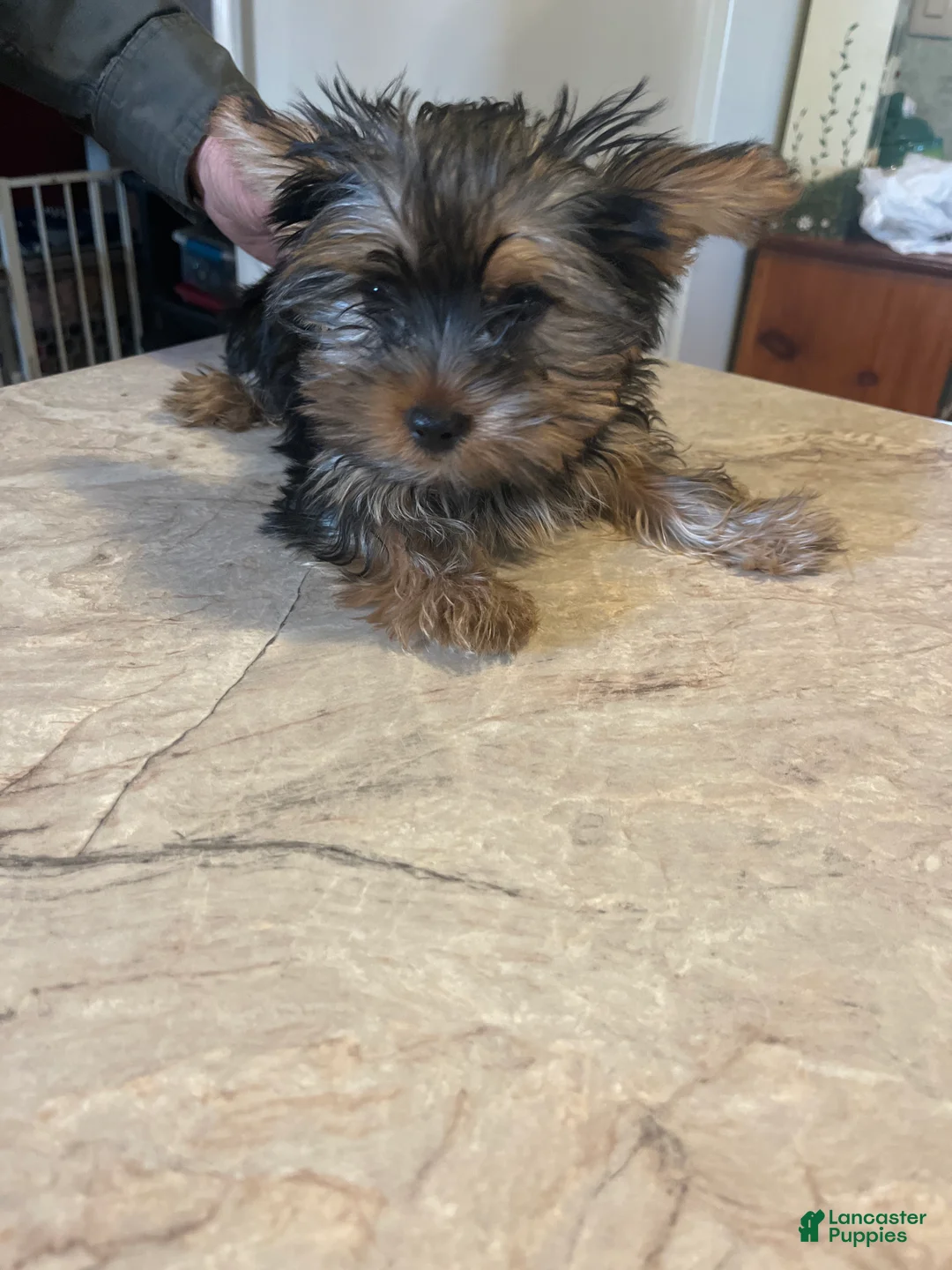 Yorkshire Terrier dogs for sale: Yorkshire Terrier Puppy 3 - Ad 1