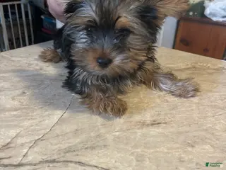 Yorkshire Terrier dogs Yorkshire Terrier Puppy 3 - Ad 1