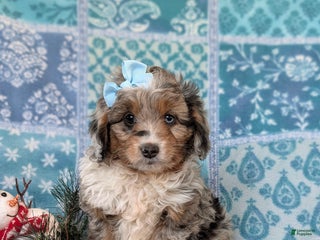 Mixed Breed dogs Brielle - Ad 3