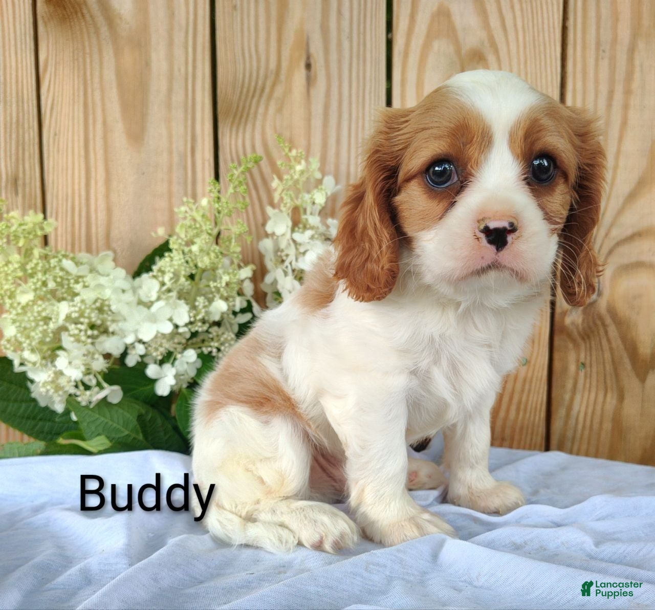 Cavalier King Charles Spaniel dogs Buddy - Ad 2