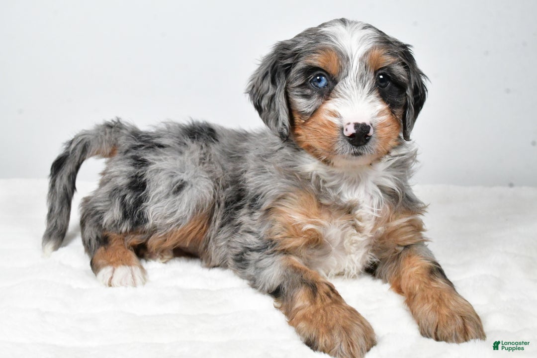 Mixed Breed dogs for sale: Grant - Ad 5