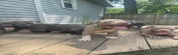 American Bully dogs for sale: American Bully 2 - Ad 1