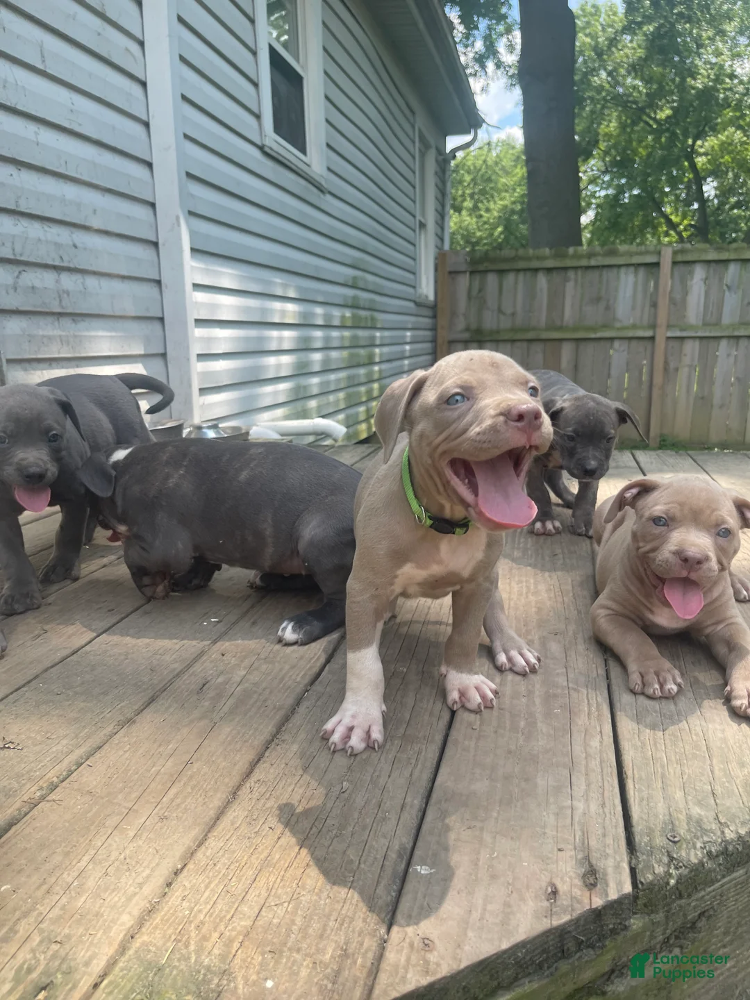 American Bully dogs for sale: American Bully 2 - Ad 1