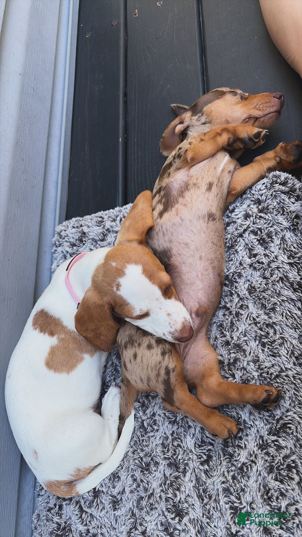 Miniature Dachshund dogs Miniature Dachshund 1- Ella - Ad 2