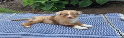Australian Shepherd dogs for sale: Lacey - Ad 1