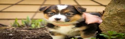 Welsh Corgi Pembroke dogs for sale: Gabriella - Ad 3