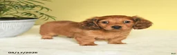 Miniature Dachshund dogs for sale: Jason - Ad 2