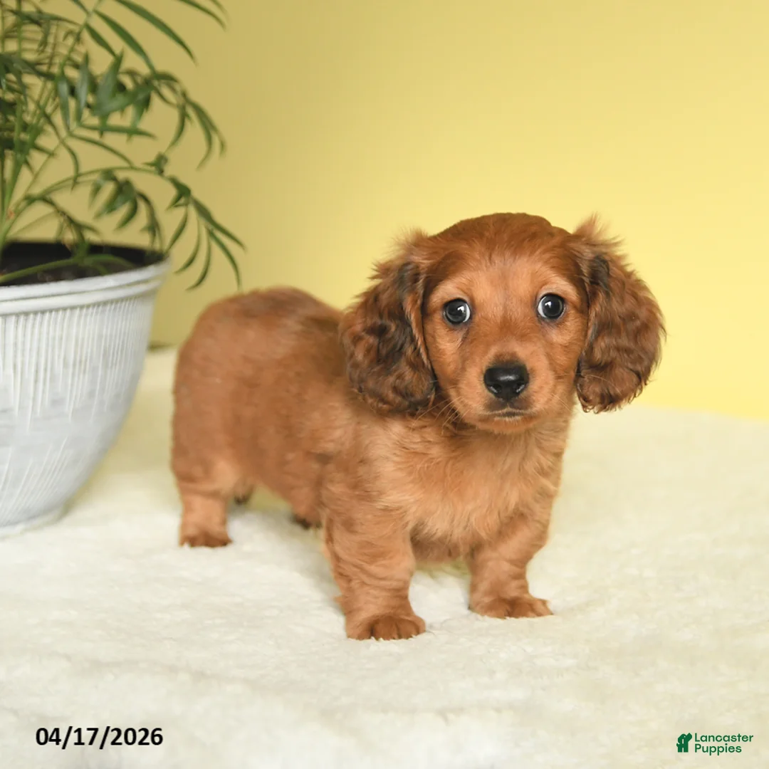 Miniature Dachshund dogs for sale: Jason - Ad 2