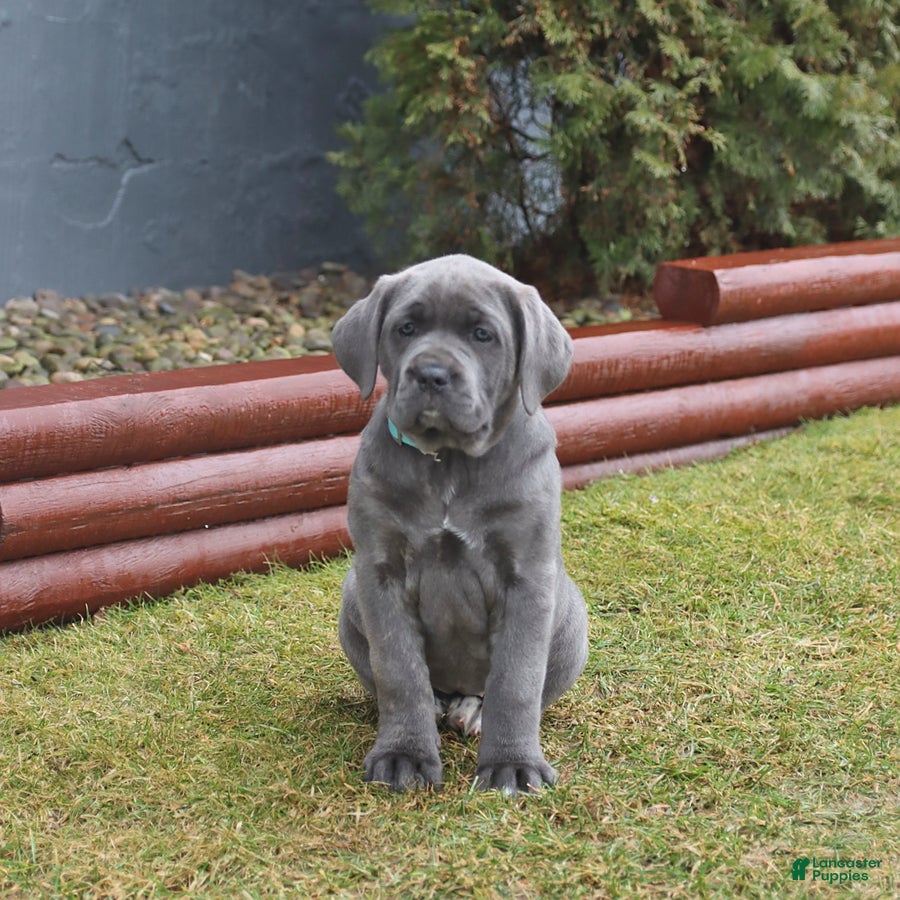 Cane Corso dogs Gipsy - Ad 2