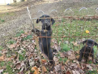 Miniature Pinscher dogs Rocko - Ad 15