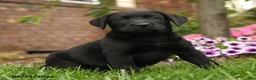 Labrador Retriever dogs for sale: Daisy - Ad 1